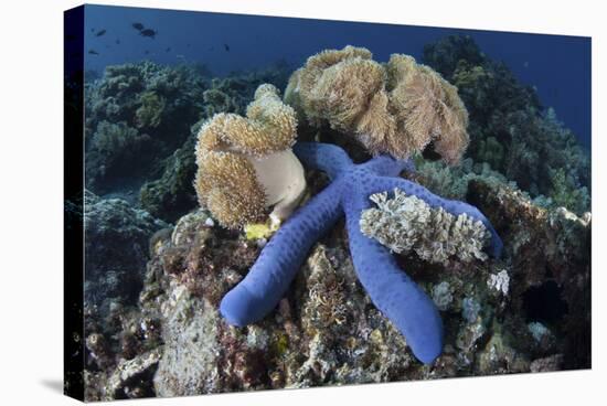 A Blue Starfish Clings to a Coral Reef in Indonesia-Stocktrek Images-Stretched Canvas