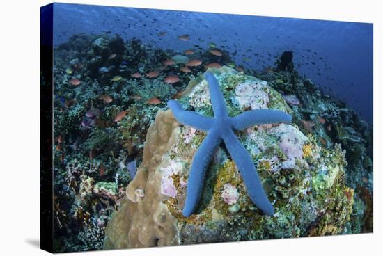 A Blue Starfish Clings to a Coral Reef in Indonesia-Stocktrek Images-Stretched Canvas