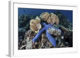 A Blue Starfish Clings to a Coral Reef in Indonesia-Stocktrek Images-Framed Photographic Print