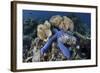 A Blue Starfish Clings to a Coral Reef in Indonesia-Stocktrek Images-Framed Photographic Print