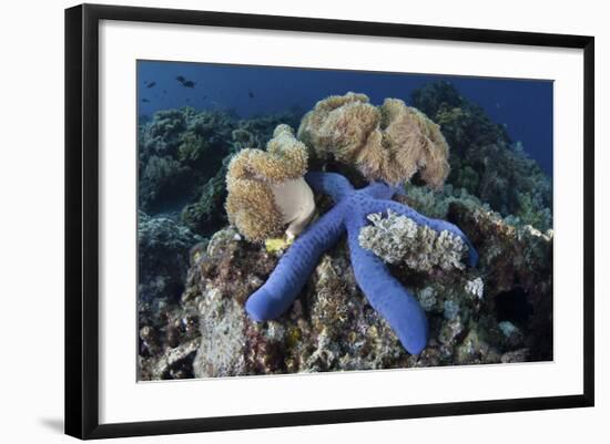 A Blue Starfish Clings to a Coral Reef in Indonesia-Stocktrek Images-Framed Photographic Print