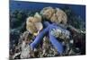 A Blue Starfish Clings to a Coral Reef in Indonesia-Stocktrek Images-Mounted Photographic Print