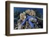 A Blue Starfish Clings to a Coral Reef in Indonesia-Stocktrek Images-Framed Photographic Print