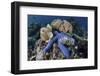 A Blue Starfish Clings to a Coral Reef in Indonesia-Stocktrek Images-Framed Photographic Print