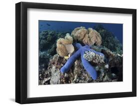 A Blue Starfish Clings to a Coral Reef in Indonesia-Stocktrek Images-Framed Photographic Print