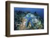 A Blue Starfish Clings to a Coral Reef in Indonesia-Stocktrek Images-Framed Photographic Print