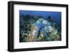 A Blue Starfish Clings to a Coral Reef in Indonesia-Stocktrek Images-Framed Photographic Print