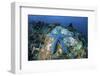 A Blue Starfish Clings to a Coral Reef in Indonesia-Stocktrek Images-Framed Photographic Print