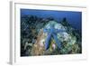 A Blue Starfish Clings to a Coral Reef in Indonesia-Stocktrek Images-Framed Photographic Print