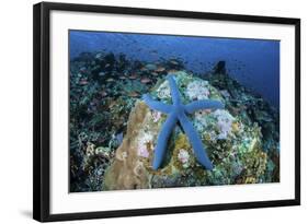 A Blue Starfish Clings to a Coral Reef in Indonesia-Stocktrek Images-Framed Photographic Print