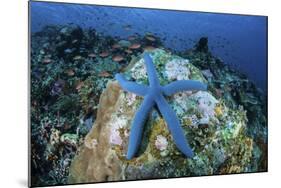 A Blue Starfish Clings to a Coral Reef in Indonesia-Stocktrek Images-Mounted Photographic Print