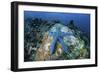 A Blue Starfish Clings to a Coral Reef in Indonesia-Stocktrek Images-Framed Photographic Print