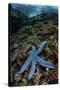 A Blue Starfish Clings to a Reef in Komodo National Park, Indonesia-Stocktrek Images-Stretched Canvas