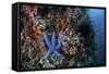 A Blue Starfish Clings to a Reef in Komodo National Park, Indonesia-Stocktrek Images-Framed Stretched Canvas