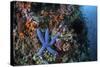 A Blue Starfish Clings to a Reef in Komodo National Park, Indonesia-Stocktrek Images-Stretched Canvas