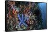 A Blue Starfish Clings to a Reef in Komodo National Park, Indonesia-Stocktrek Images-Framed Stretched Canvas