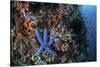 A Blue Starfish Clings to a Reef in Komodo National Park, Indonesia-Stocktrek Images-Stretched Canvas