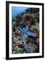 A Blue Starfish Clings to a Reef in Komodo National Park, Indonesia-Stocktrek Images-Framed Premium Photographic Print