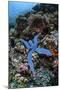 A Blue Starfish Clings to a Reef in Komodo National Park, Indonesia-Stocktrek Images-Mounted Premium Photographic Print