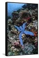 A Blue Starfish Clings to a Reef in Komodo National Park, Indonesia-Stocktrek Images-Framed Stretched Canvas