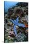 A Blue Starfish Clings to a Reef in Komodo National Park, Indonesia-Stocktrek Images-Stretched Canvas