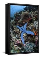 A Blue Starfish Clings to a Reef in Komodo National Park, Indonesia-Stocktrek Images-Framed Stretched Canvas