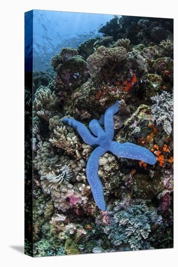 A Blue Starfish Clings to a Reef in Komodo National Park, Indonesia-Stocktrek Images-Stretched Canvas