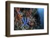 A Blue Starfish Clings to a Reef in Komodo National Park, Indonesia-Stocktrek Images-Framed Photographic Print