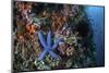 A Blue Starfish Clings to a Reef in Komodo National Park, Indonesia-Stocktrek Images-Mounted Photographic Print