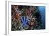 A Blue Starfish Clings to a Reef in Komodo National Park, Indonesia-Stocktrek Images-Framed Photographic Print