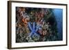 A Blue Starfish Clings to a Reef in Komodo National Park, Indonesia-Stocktrek Images-Framed Photographic Print