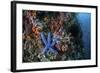 A Blue Starfish Clings to a Reef in Komodo National Park, Indonesia-Stocktrek Images-Framed Photographic Print