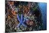 A Blue Starfish Clings to a Reef in Komodo National Park, Indonesia-Stocktrek Images-Mounted Photographic Print