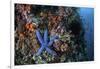 A Blue Starfish Clings to a Reef in Komodo National Park, Indonesia-Stocktrek Images-Framed Photographic Print