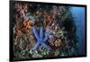 A Blue Starfish Clings to a Reef in Komodo National Park, Indonesia-Stocktrek Images-Framed Photographic Print