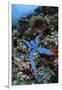 A Blue Starfish Clings to a Reef in Komodo National Park, Indonesia-Stocktrek Images-Framed Photographic Print