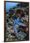 A Blue Starfish Clings to a Reef in Komodo National Park, Indonesia-Stocktrek Images-Framed Photographic Print