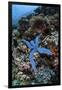 A Blue Starfish Clings to a Reef in Komodo National Park, Indonesia-Stocktrek Images-Framed Photographic Print