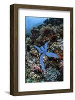 A Blue Starfish Clings to a Reef in Komodo National Park, Indonesia-Stocktrek Images-Framed Photographic Print