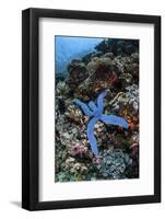 A Blue Starfish Clings to a Reef in Komodo National Park, Indonesia-Stocktrek Images-Framed Photographic Print