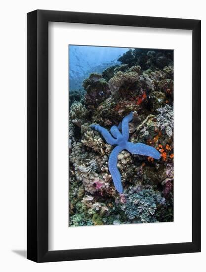 A Blue Starfish Clings to a Reef in Komodo National Park, Indonesia-Stocktrek Images-Framed Photographic Print