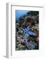 A Blue Starfish Clings to a Reef in Komodo National Park, Indonesia-Stocktrek Images-Framed Photographic Print