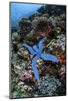 A Blue Starfish Clings to a Reef in Komodo National Park, Indonesia-Stocktrek Images-Mounted Photographic Print