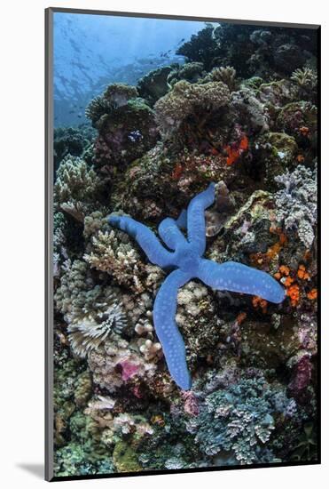 A Blue Starfish Clings to a Reef in Komodo National Park, Indonesia-Stocktrek Images-Mounted Photographic Print