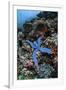 A Blue Starfish Clings to a Reef in Komodo National Park, Indonesia-Stocktrek Images-Framed Photographic Print