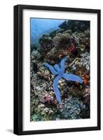 A Blue Starfish Clings to a Reef in Komodo National Park, Indonesia-Stocktrek Images-Framed Photographic Print