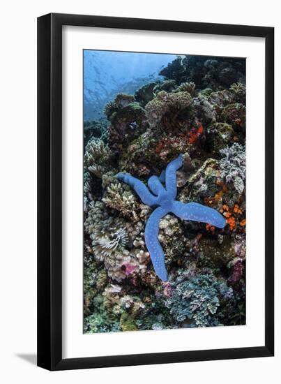 A Blue Starfish Clings to a Reef in Komodo National Park, Indonesia-Stocktrek Images-Framed Photographic Print