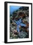 A Blue Starfish Clings to a Reef in Komodo National Park, Indonesia-Stocktrek Images-Framed Photographic Print