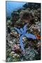 A Blue Starfish Clings to a Reef in Komodo National Park, Indonesia-Stocktrek Images-Mounted Photographic Print