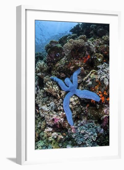 A Blue Starfish Clings to a Reef in Komodo National Park, Indonesia-Stocktrek Images-Framed Photographic Print